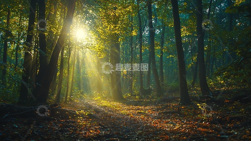 高清大图下载【趣麦麦图】阳光森林小路