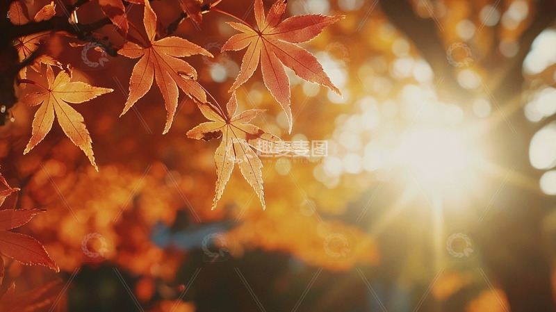 高清大图下载【趣麦麦图】秋日暖阳下的枫叶