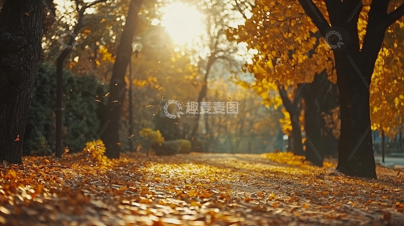 高清大图下载【趣麦麦图】秋日阳光洒满落叶小路