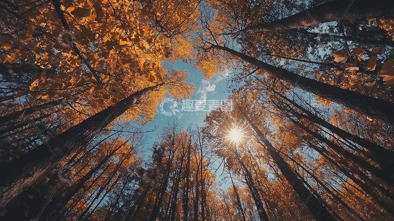高清大图下载【趣麦麦图】秋日森林仰视视角