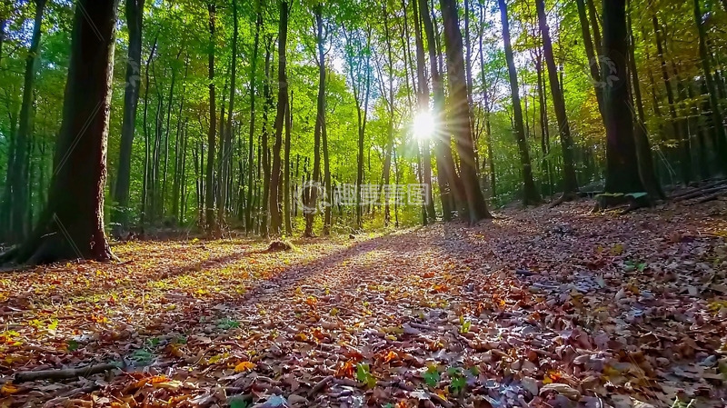 高清大图下载【趣麦麦图】阳光森林小路