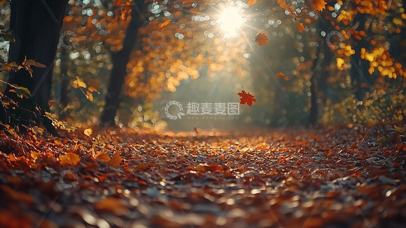 高清大图下载【趣麦麦图】秋日森林小路