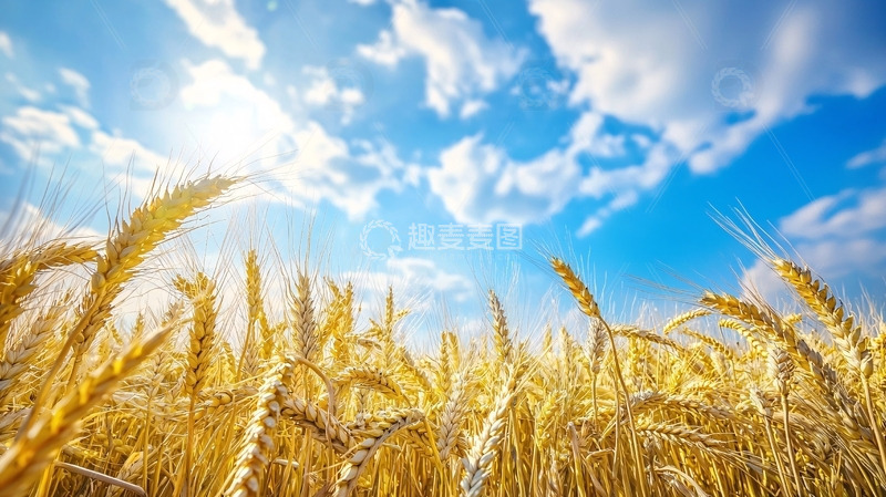 高清大图下载【趣麦麦图】金黄麦田蓝天白云