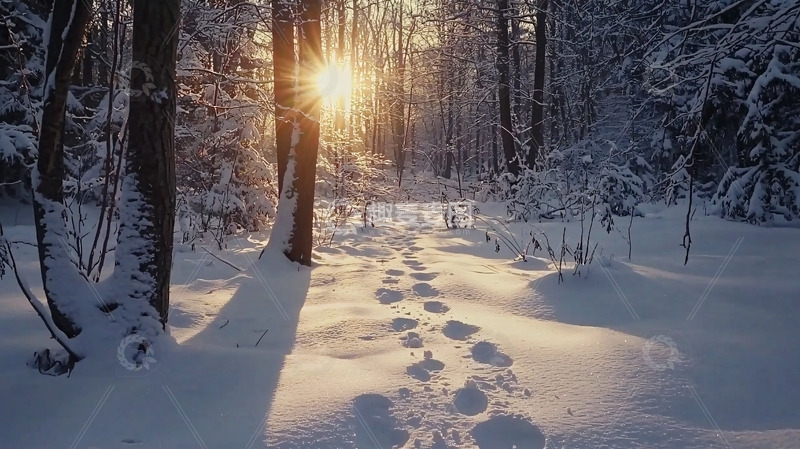 高清大图下载【趣麦麦图】雪地里的阳光森林小路