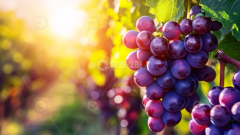 高清大图下载【趣麦麦图】阳光下成熟的红葡萄