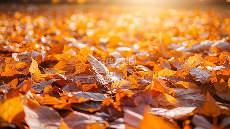 高清大图下载【趣麦麦图】阳光下的落叶
