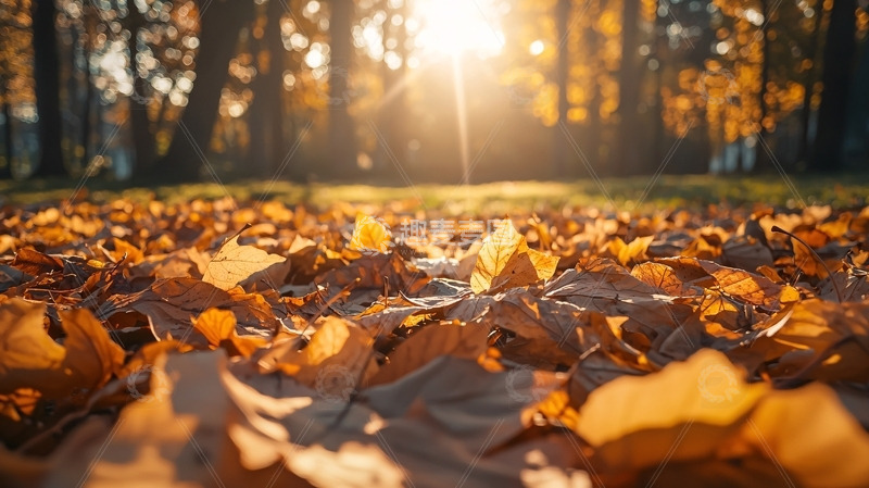 高清大图下载【趣麦麦图】秋日落叶