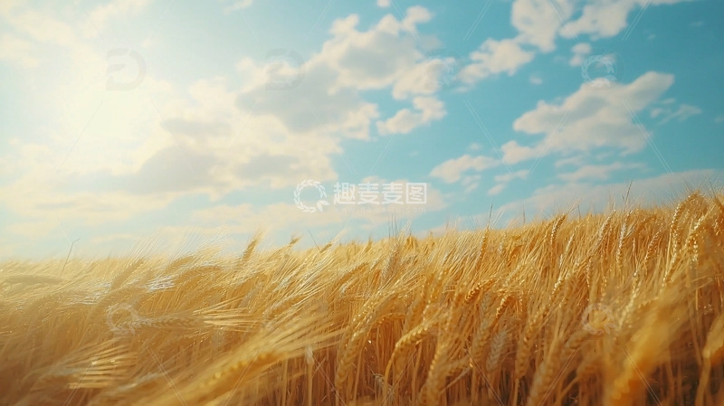 高清大图下载【趣麦麦图】金黄麦浪下的蓝天白云