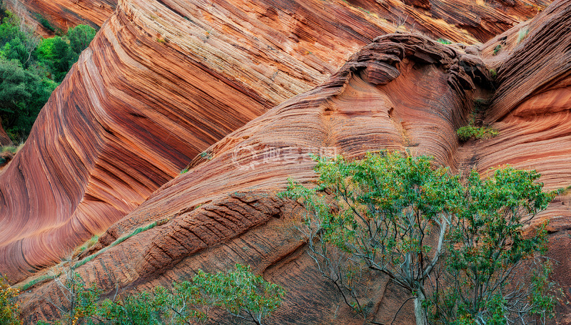 高清大图下载【趣麦麦图】红岩褶纹间的翠绿生机自然画