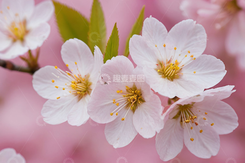 高清大图下载【趣麦麦图】微距摄影春天粉色桃花