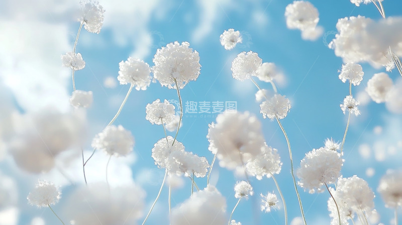 高清大图下载【趣麦麦图】天空下白色蒲公英