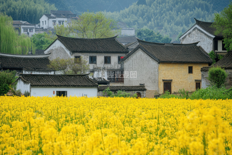 高清大图下载【趣麦麦图】油菜花乡村小镇