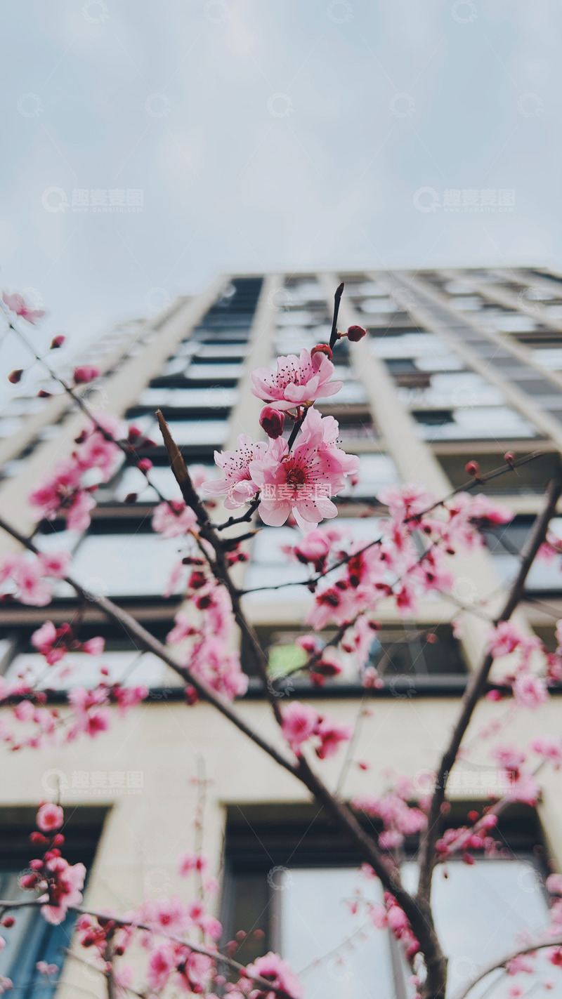 高清大图下载【趣麦麦图】冬日梅花高清图片