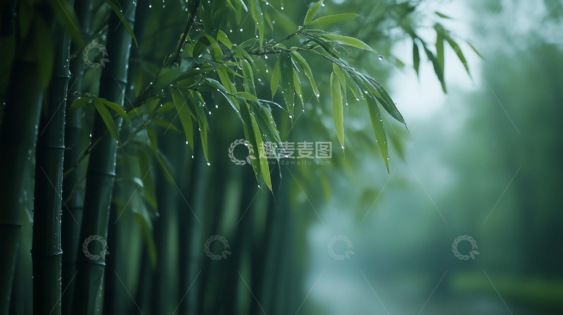 高清大图下载【趣麦麦图】水滴竹叶竹林