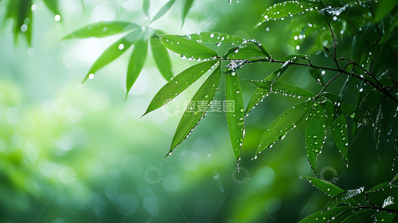 高清大图下载【趣麦麦图】水滴竹林竹叶