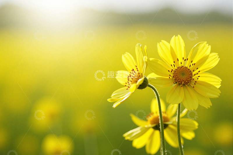 高清大图下载【趣麦麦图】黄色的小花朵