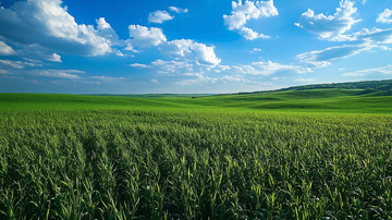 草原平原自然景观植被