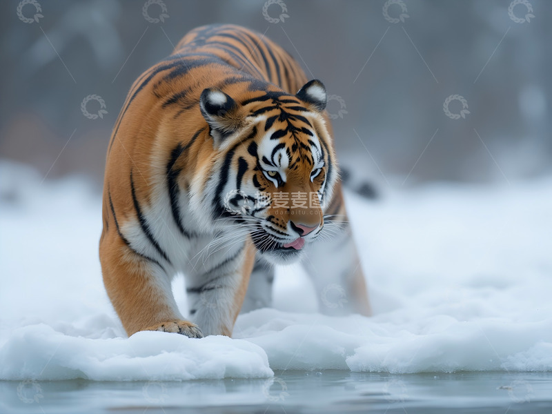 高清大图下载【趣麦麦图】长白山东北虎2