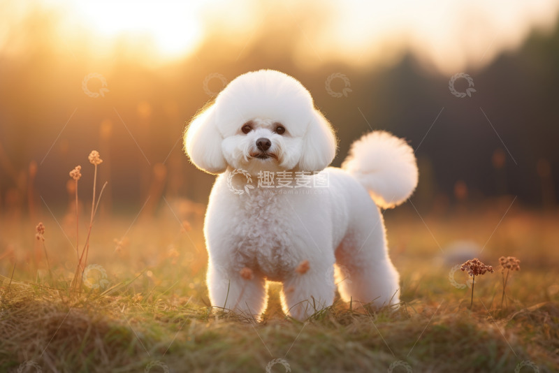 高清大图下载【趣麦麦图】站在草地上的一只小狗