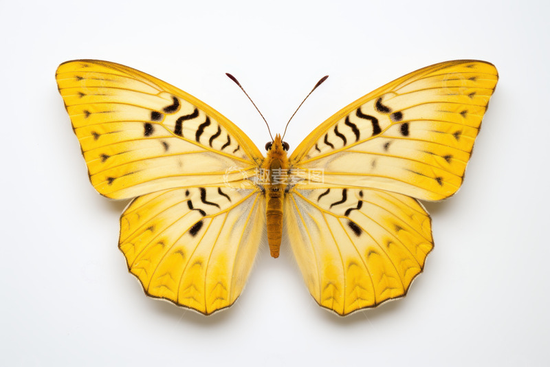 高清大图下载【趣麦麦图】美丽的蝴蝶标本
