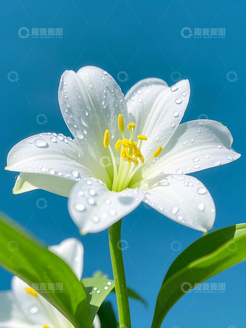 高清大图下载【趣麦麦图】春天 百合花