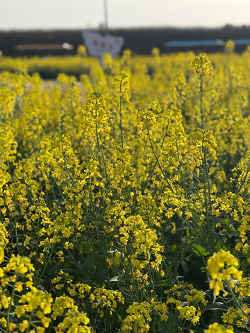 春天到了油菜花开