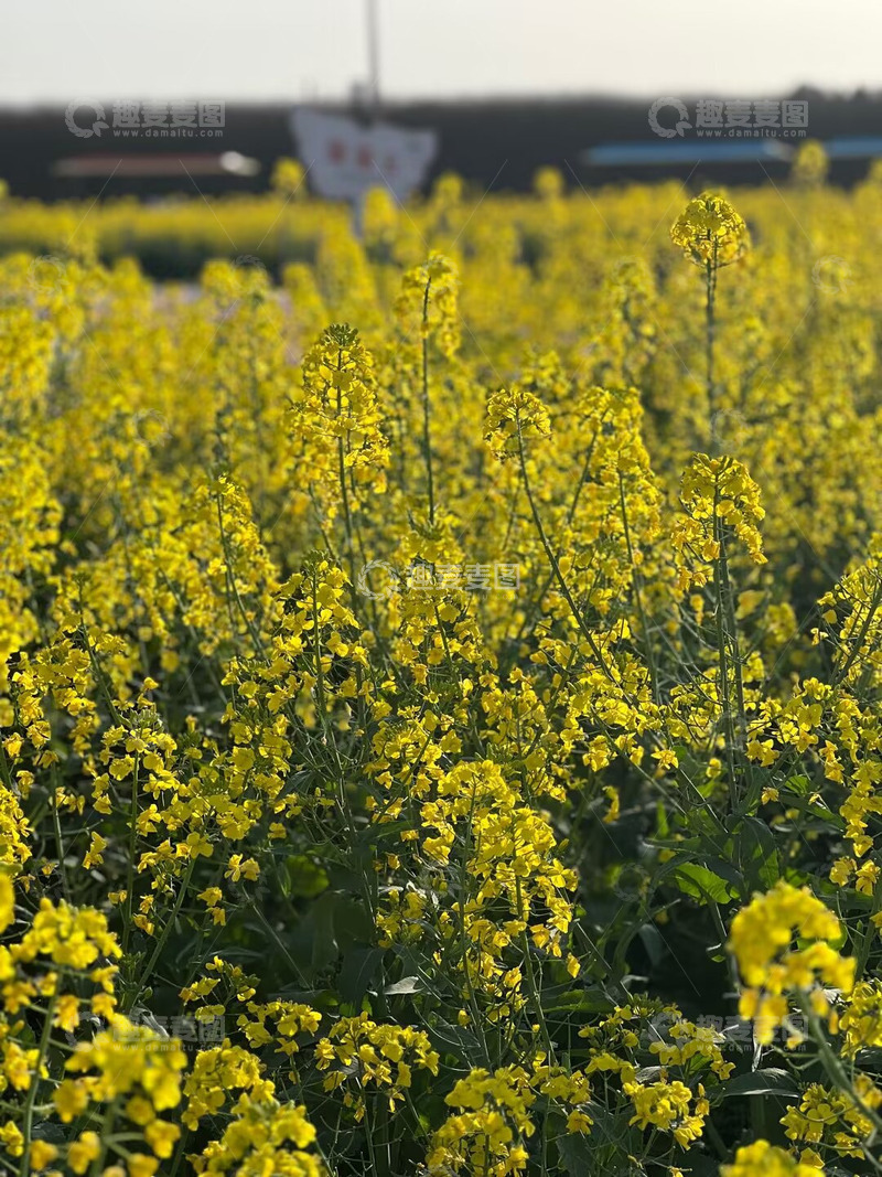 高清大图下载【趣麦麦图】春天到了油菜花开