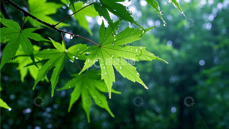 高清大图下载【趣麦麦图】空山新雨后枫叶特写