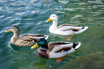 湖里游水的三只野鸭