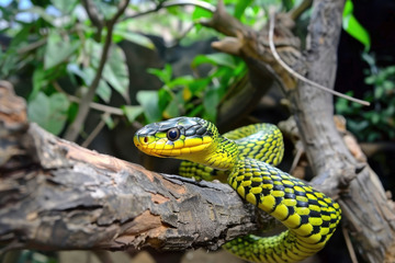 缠绕在树枝上的草蛇