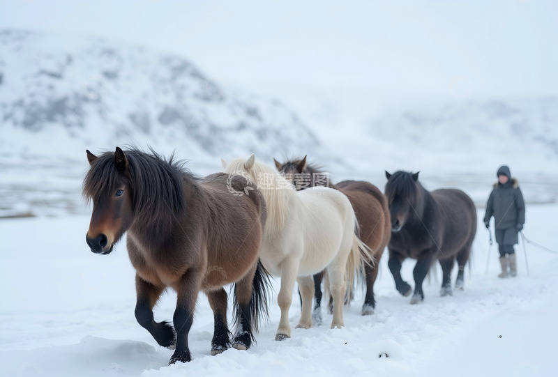 高清大图下载【趣麦麦图】冰岛五步马群