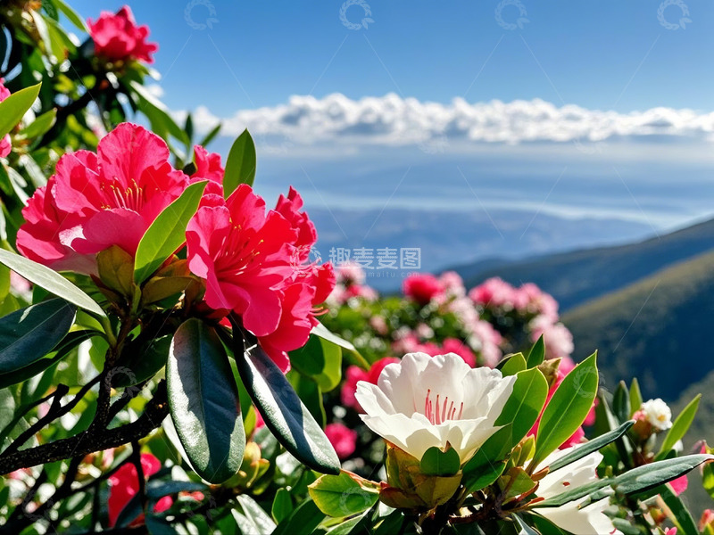 高清大图下载【趣麦麦图】海边山顶夏日鲜花盛开