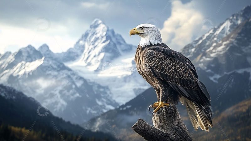 高清大图下载【趣麦麦图】雄鹰雪山背景图