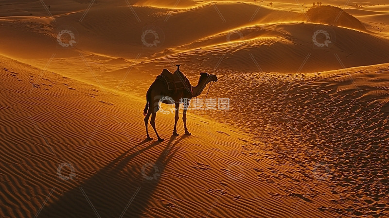 高清大图下载【趣麦麦图】沙漠落日驼影