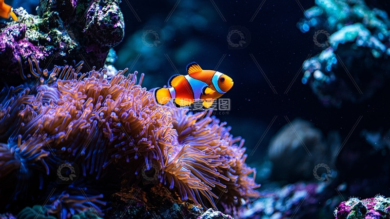高清大图下载【趣麦麦图】小丑鱼珊瑚礁海洋背景