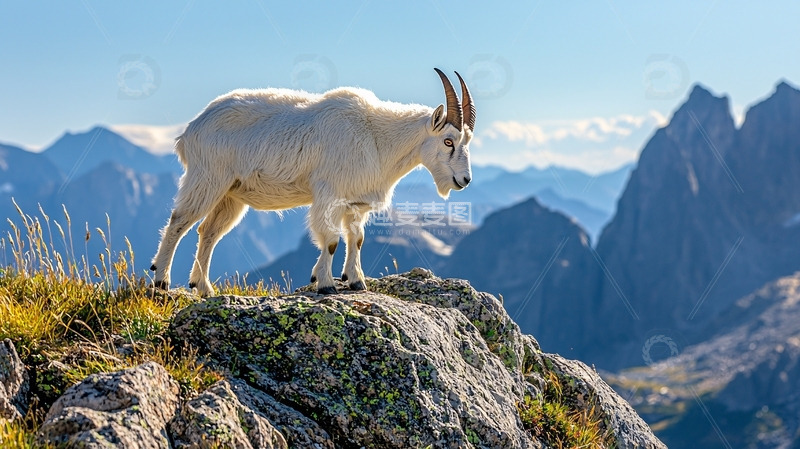 高清大图下载【趣麦麦图】山羊在山顶眺望远方