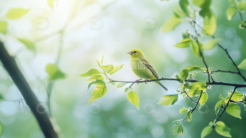 高清大图下载【趣麦麦图】阳光下的绿叶黄鸟