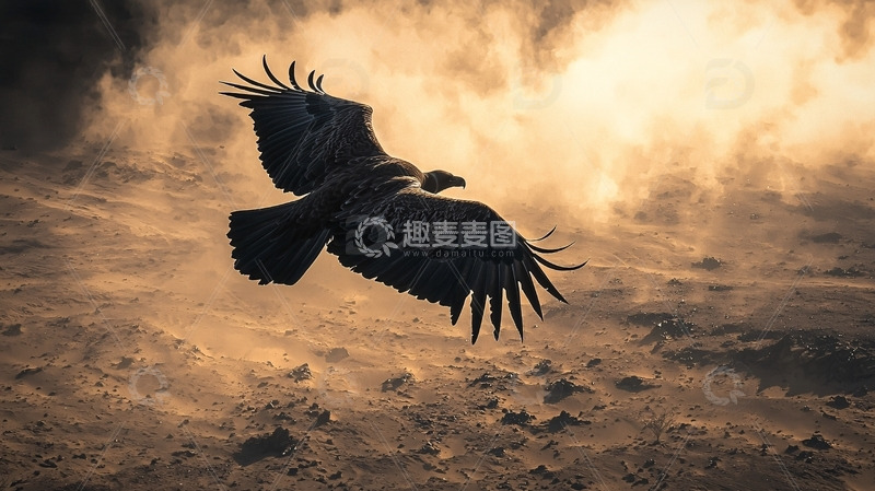 高清大图下载【趣麦麦图】秃鹫