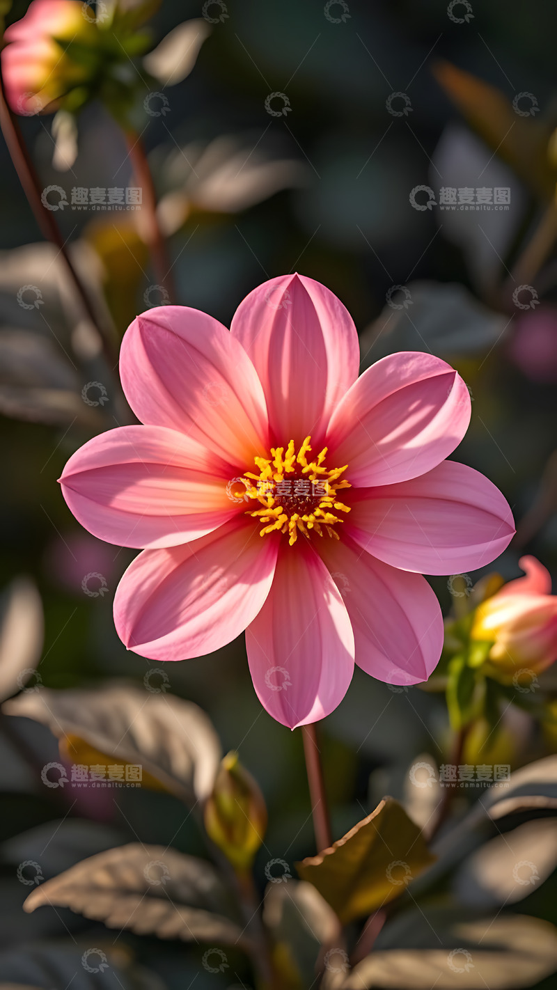 高清大图下载【趣麦麦图】春天摄影花朵开花花卉素材31