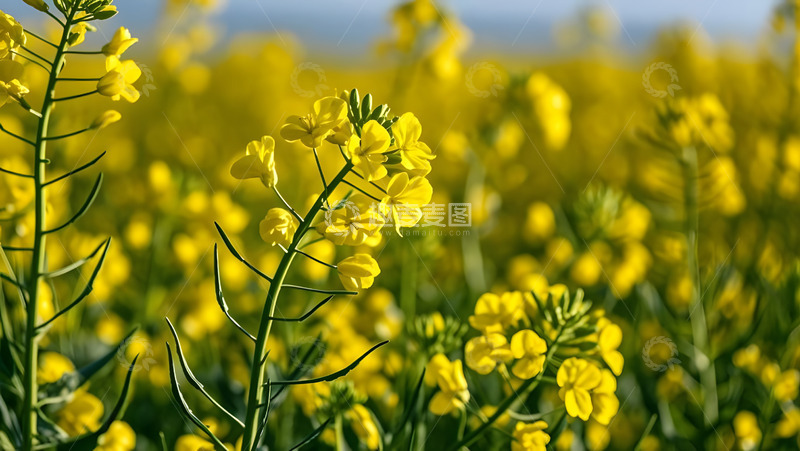 春天摄影油菜花开花花卉素材2