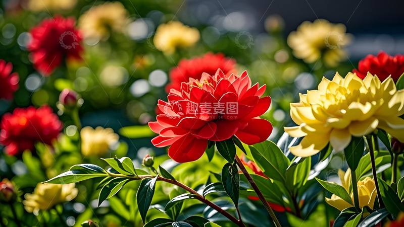 春天摄影花朵开花花卉素材42