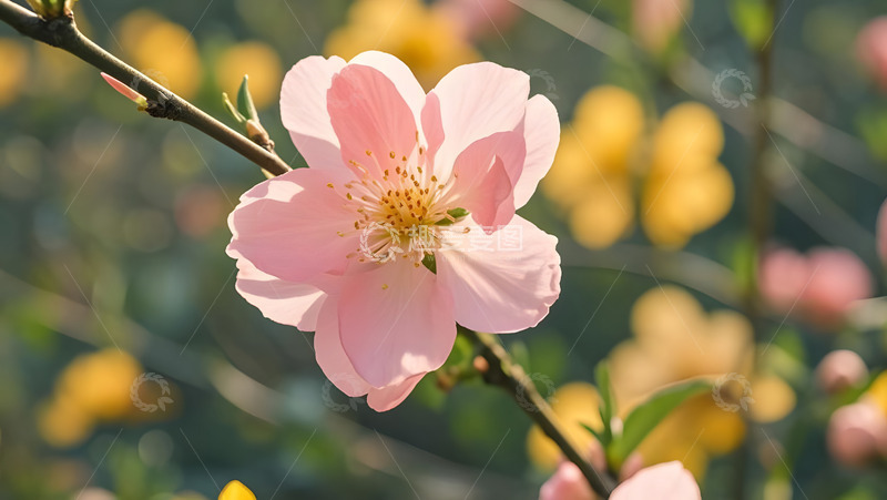 高清大图下载【趣麦麦图】春天摄影花朵开花花卉素材43