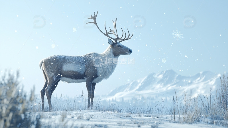 高清大图下载【趣麦麦图】雪地里雄鹿
