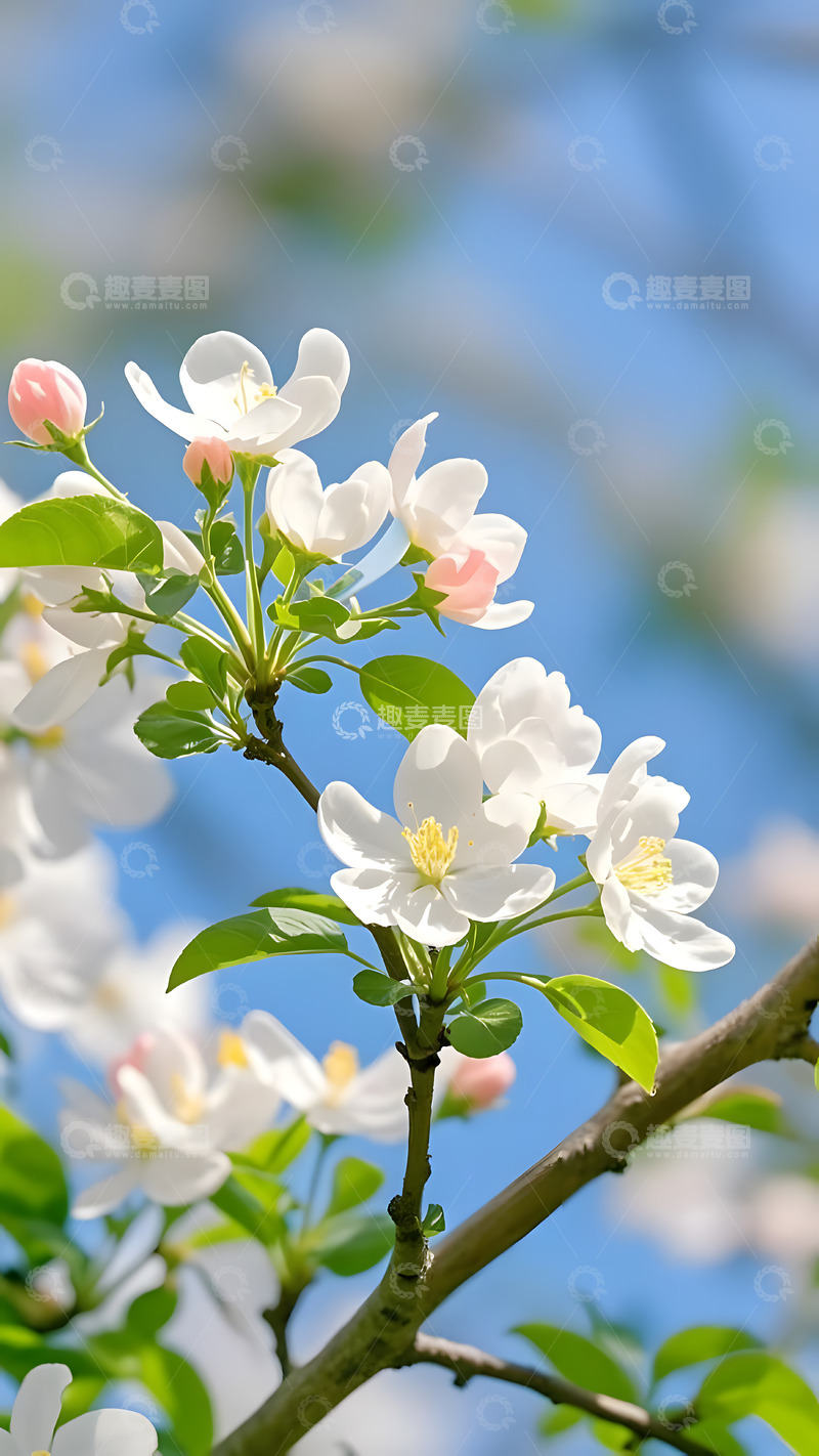 高清大图下载【趣麦麦图】春天摄影花朵开花花卉素材30