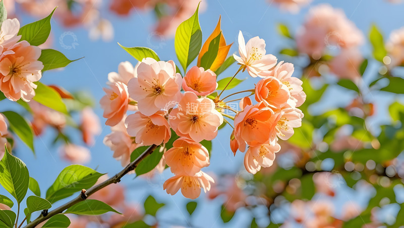 高清大图下载【趣麦麦图】春天摄影花朵开花花卉素材38