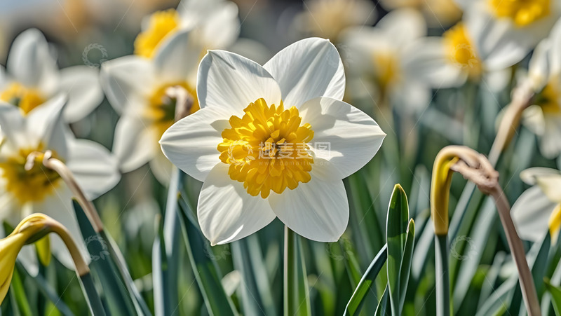 高清大图下载【趣麦麦图】春天摄影花朵开花花卉素材40