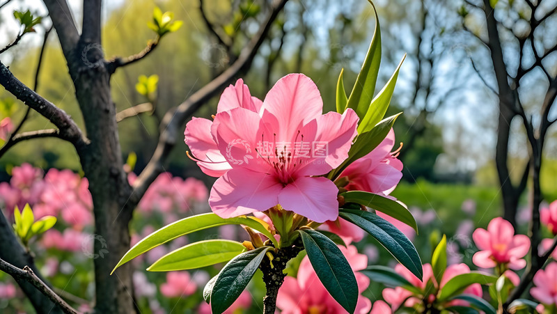 高清大图下载【趣麦麦图】春天摄影花朵开花花卉素材53