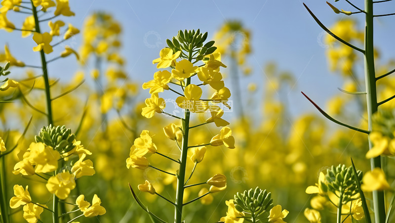 高清大图下载【趣麦麦图】春天摄影油菜花开花花卉素材9