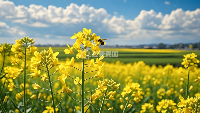 高清大图下载【趣麦麦图】春天摄影油菜花开花花卉素材7