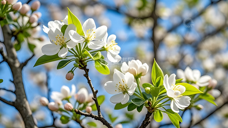 高清大图下载【趣麦麦图】春天摄影花朵开花花卉素材48